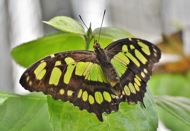 motýl v botanické zahradě