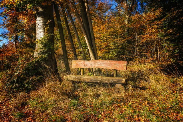 lavička v lese.jpg