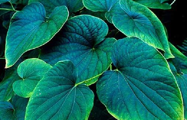 Kava Kava
