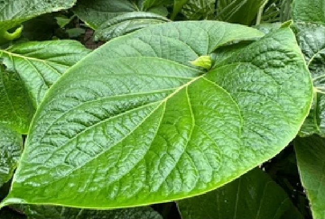 Kava Kava
